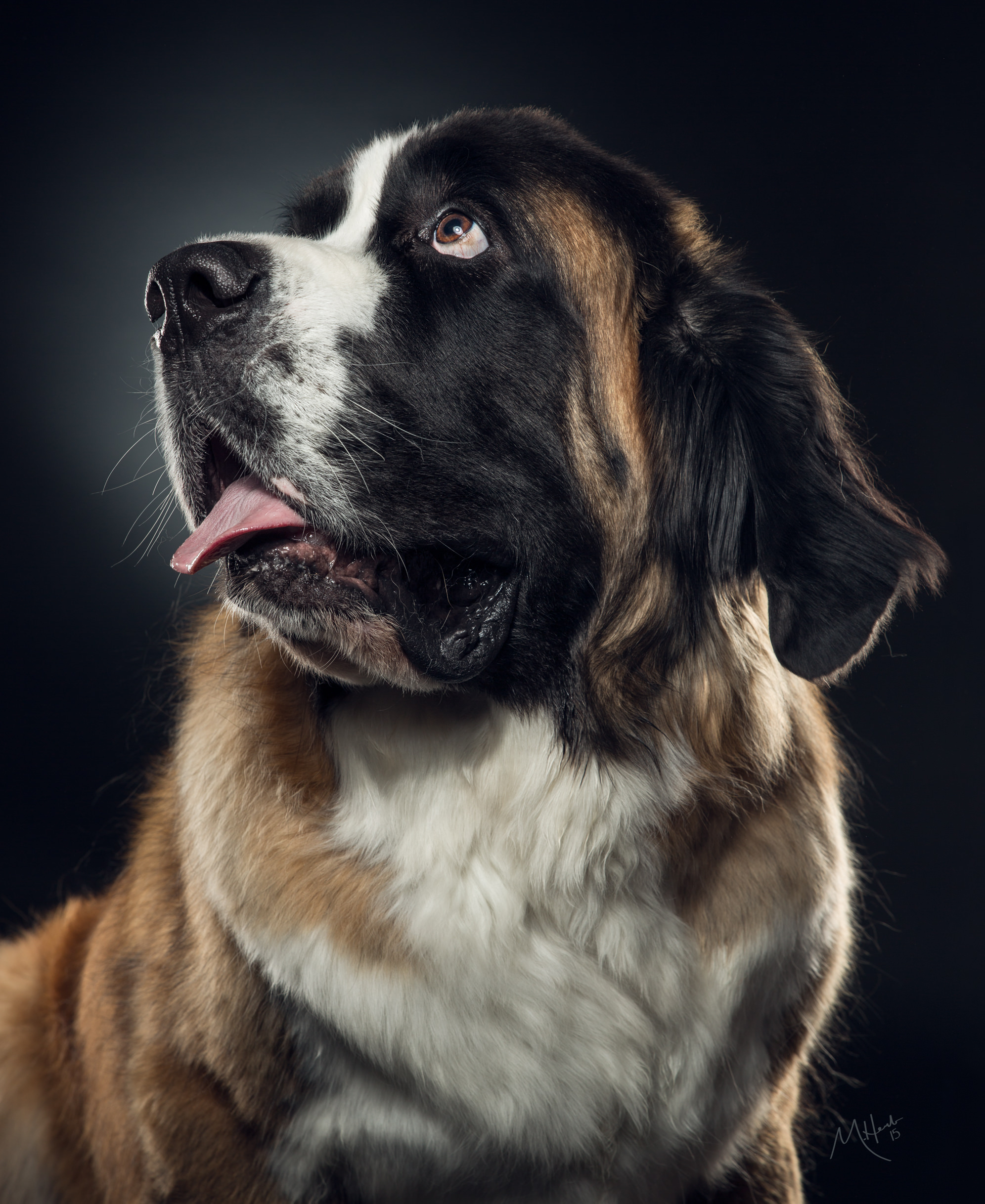 Animal portrait &mdash; wildlife