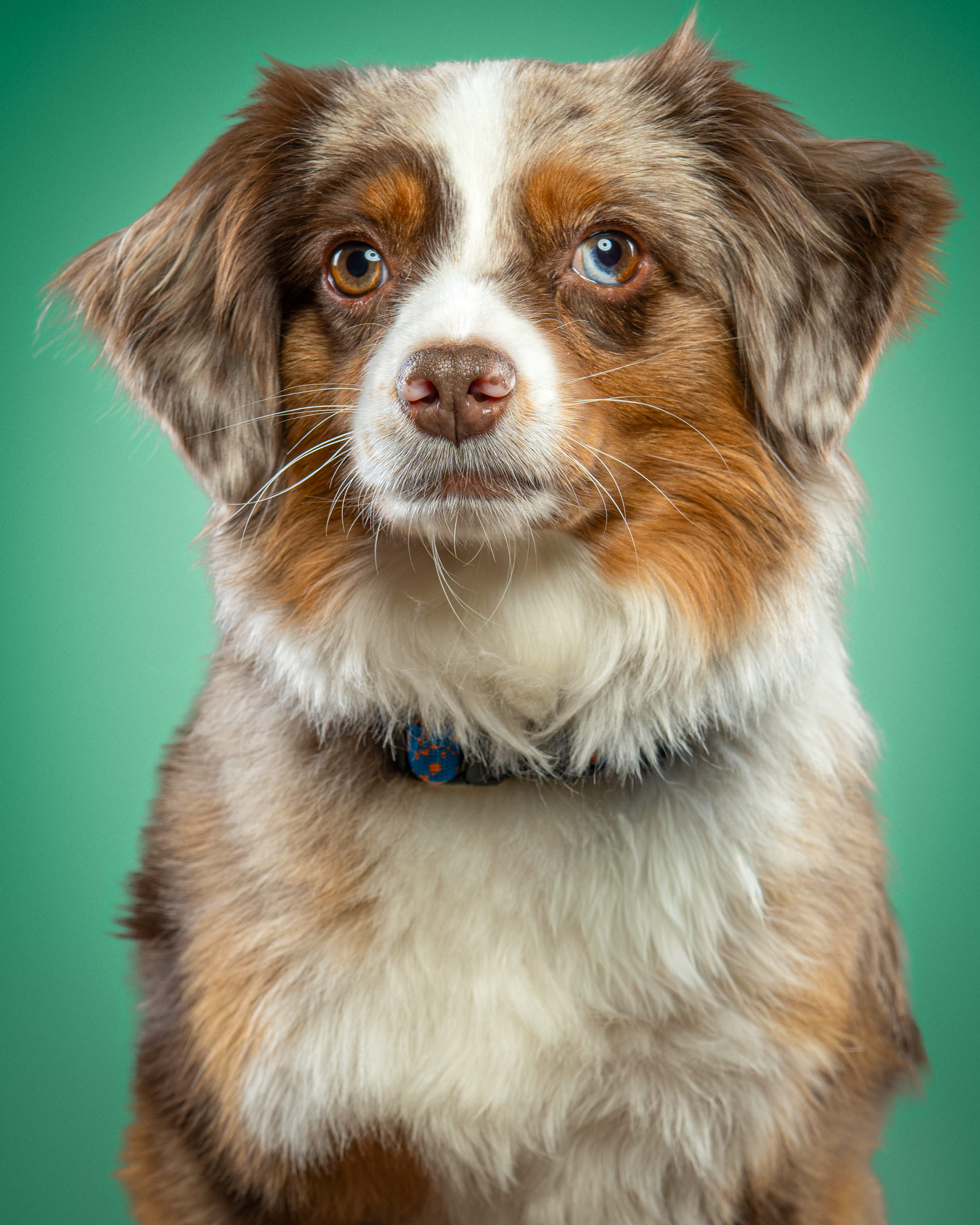 Ollie &mdash; pet portrait